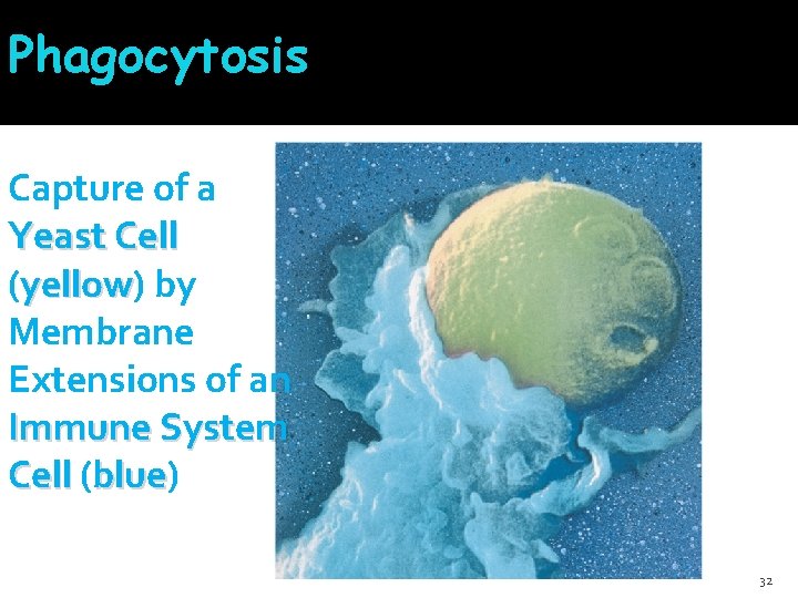 Phagocytosis Capture of a Yeast Cell (yellow) yellow by Membrane Extensions of an Immune