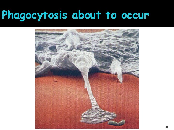 Phagocytosis about to occur 33 