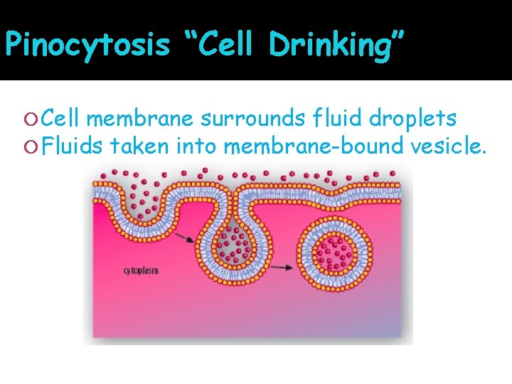 Pinocytosis “Cell Drinking” Cell membrane surrounds fluid droplets Fluids taken into membrane-bound vesicle. 
