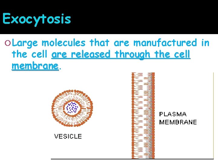 Exocytosis Large molecules that are manufactured in the cell are released through the cell