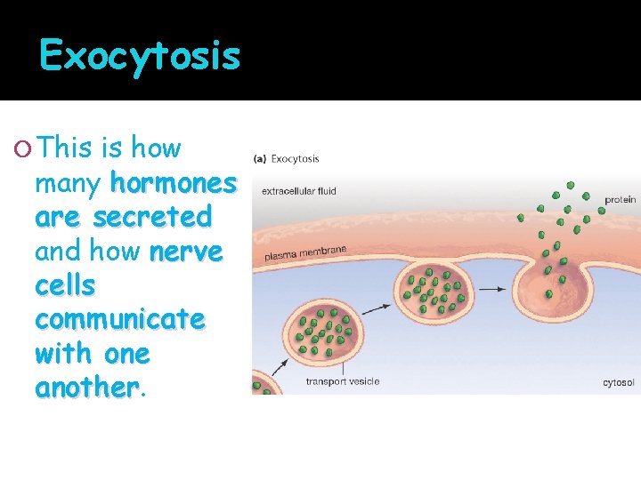 Exocytosis This is how many hormones are secreted and how nerve cells communicate with