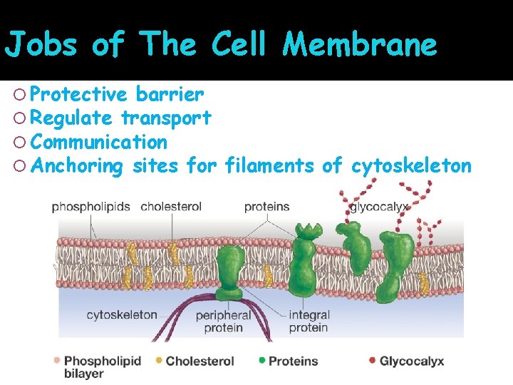 Jobs of The Cell Membrane Protective barrier Regulate transport Communication Anchoring sites for filaments