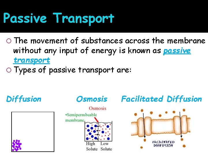 Passive Transport The movement of substances across the membrane without any input of energy