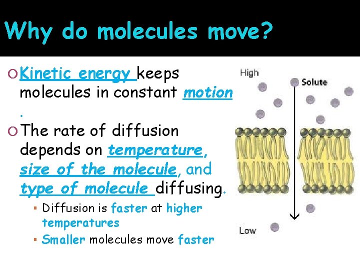 Why do molecules move? Kinetic energy keeps molecules in constant motion. The rate of