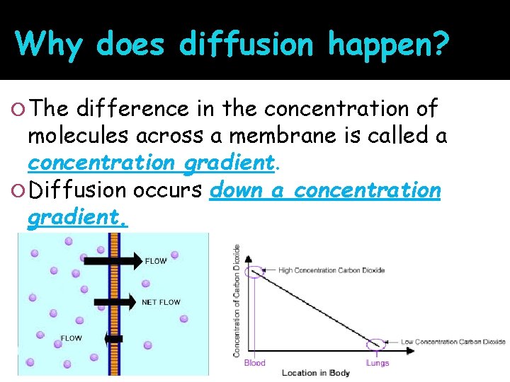 Why does diffusion happen? The difference in the concentration of molecules across a membrane