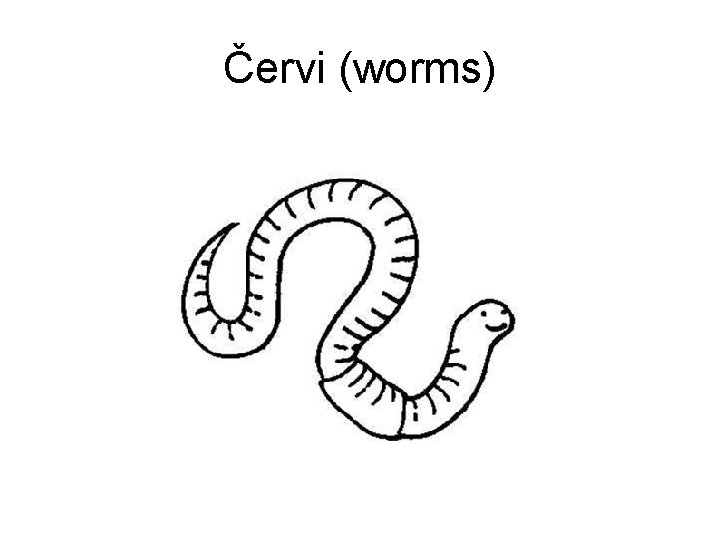 Červi (worms) 