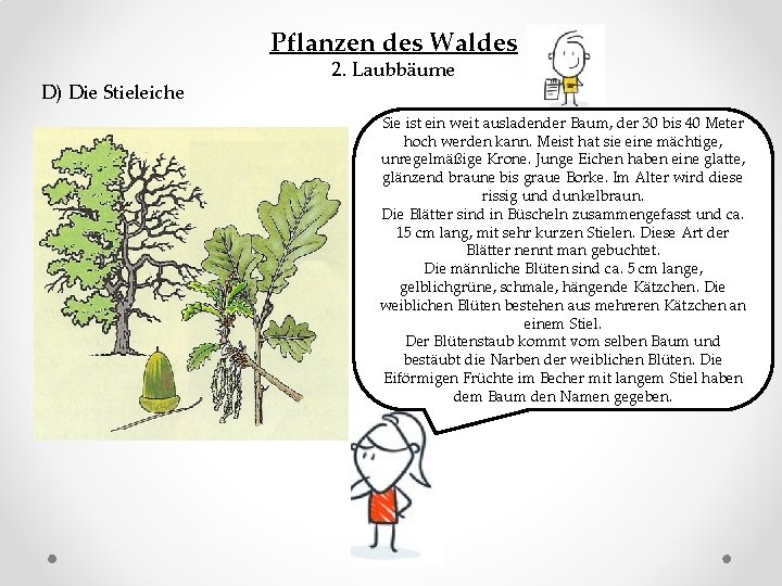 Pflanzen des Waldes D) Die Stieleiche 2. Laubbäume Sie ist ein weit ausladender Baum,