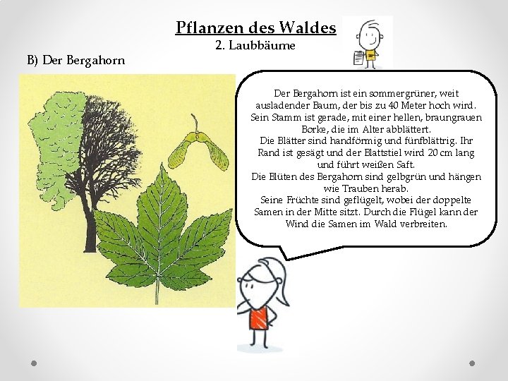 Pflanzen des Waldes B) Der Bergahorn 2. Laubbäume Der Bergahorn ist ein sommergrüner, weit