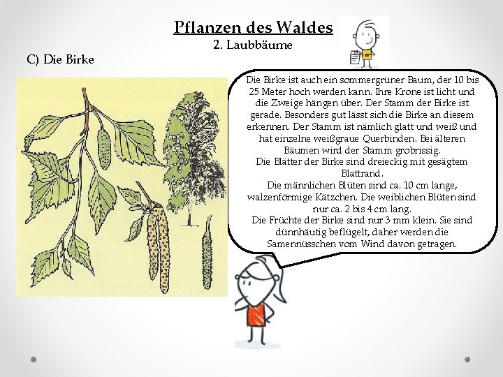 Pflanzen des Waldes C) Die Birke 2. Laubbäume Die Birke ist auch ein sommergrüner