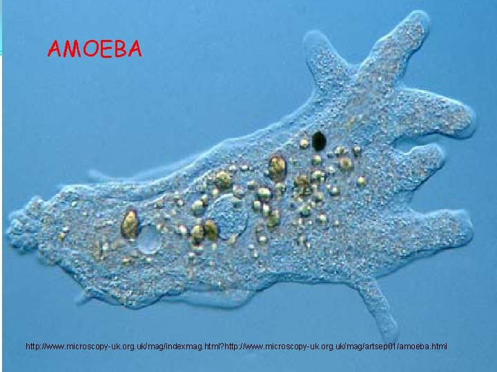 AMOEBA http: //www. microscopy-uk. org. uk/mag/indexmag. html? http: //www. microscopy-uk. org. uk/mag/artsep 01/amoeba. html