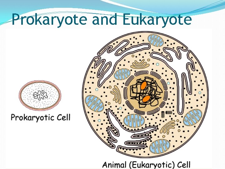 Prokaryote and Eukaryote 