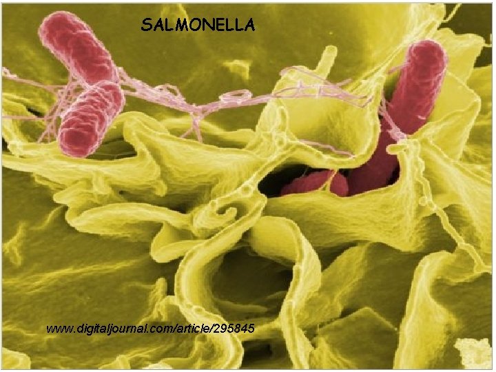 SALMONELLA Salmonella www. digitaljournal. com/article/295845 