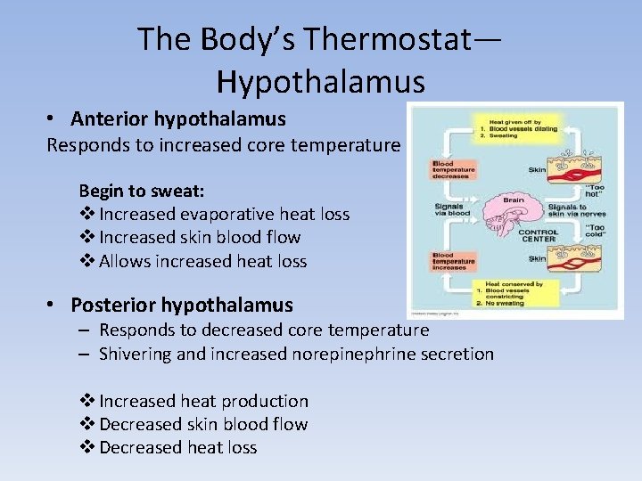 The Body’s Thermostat— Hypothalamus • Anterior hypothalamus Responds to increased core temperature Begin to