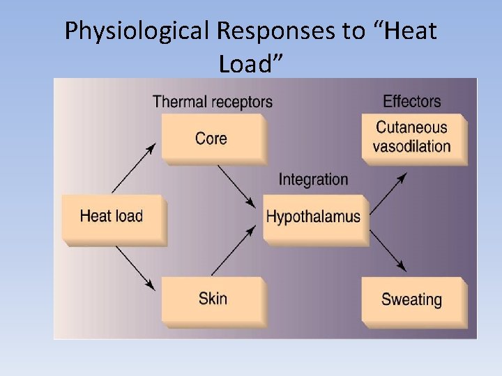 Physiological Responses to “Heat Load” 
