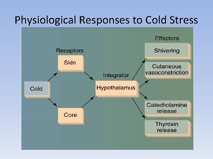 Physiological Responses to Cold Stress 