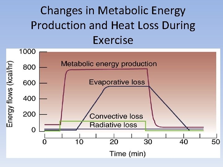 Changes in Metabolic Energy Production and Heat Loss During Exercise 