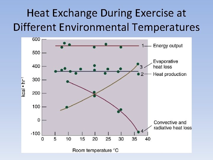 Heat Exchange During Exercise at Different Environmental Temperatures 