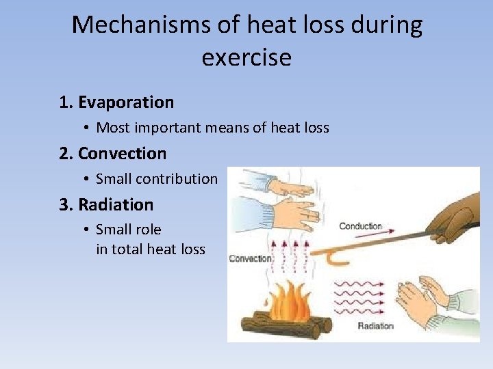 Mechanisms of heat loss during exercise 1. Evaporation • Most important means of heat