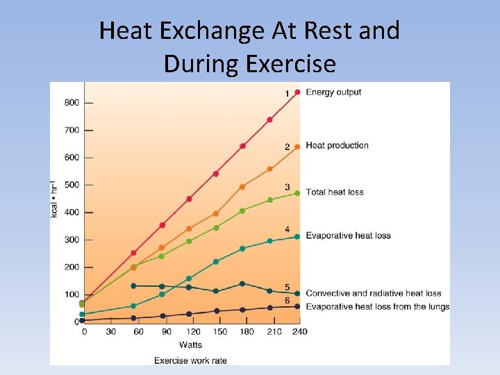 Heat Exchange At Rest and During Exercise 