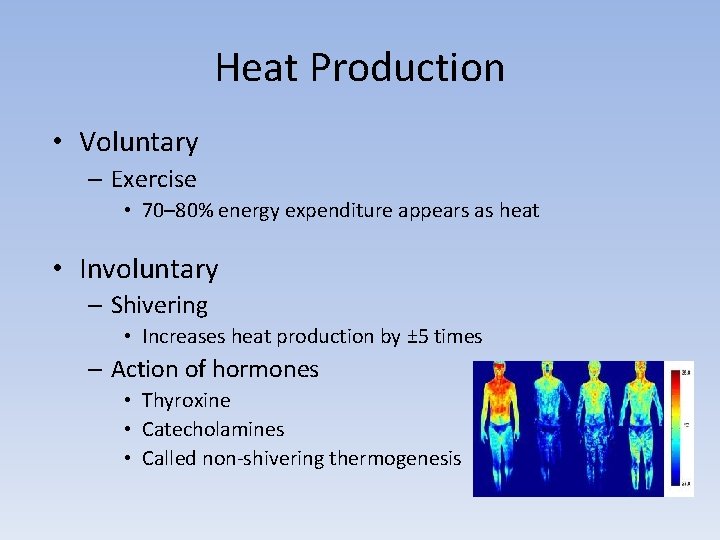 Heat Production • Voluntary – Exercise • 70– 80% energy expenditure appears as heat