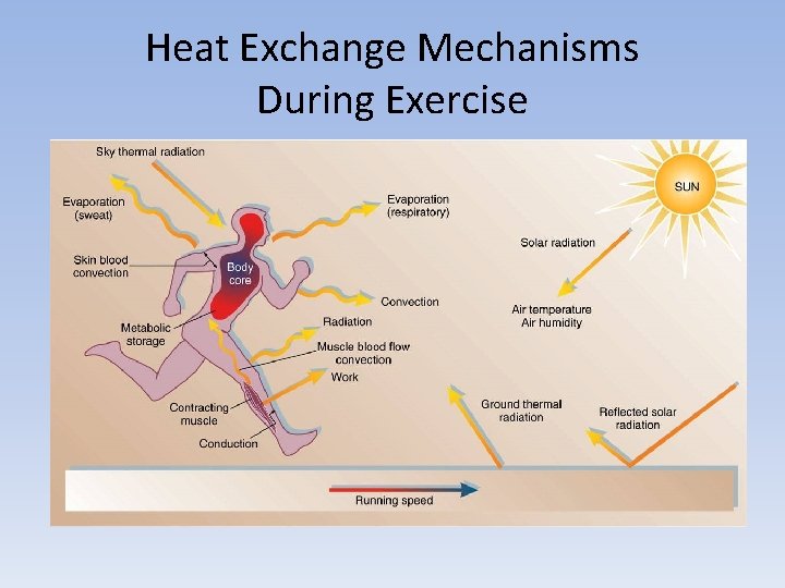 Heat Exchange Mechanisms During Exercise 