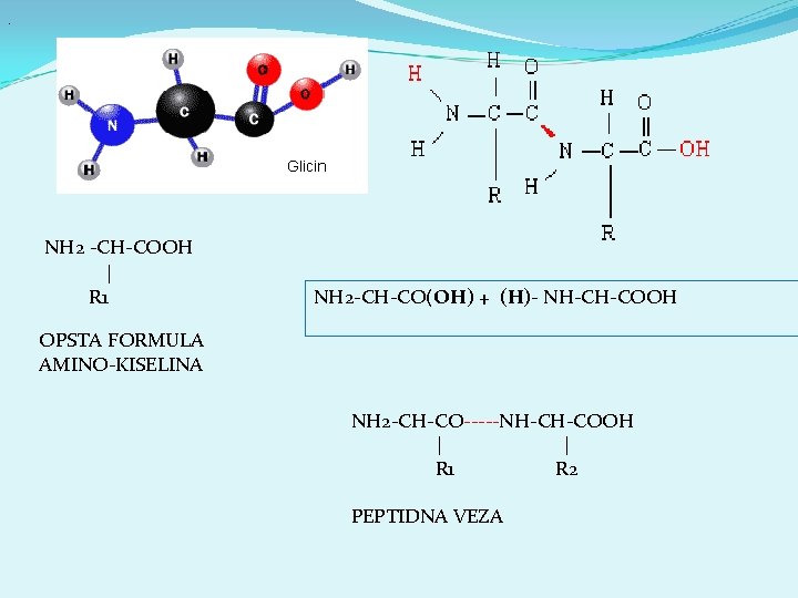 . NH 2 -CH-COOH | R 1 NH 2 -CH-CO(OH) + (H)- NH-CH-COOH OPSTA . NH 2 -CH-COOH | R 1 NH 2 -CH-CO(OH) + (H)- NH-CH-COOH OPSTA