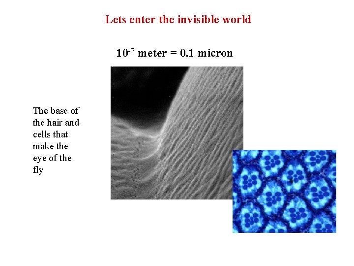 Lets enter the invisible world 10 -7 meter = 0. 1 micron The base