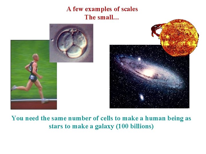 A few examples of scales The small… You need the same number of cells