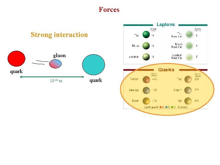 Forces Strong interaction gluon quark 10 -14 m quark 