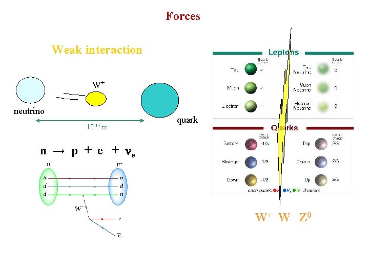 Forces Weak interaction W+ neutrino 10 -14 m quark n → p + e