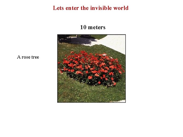 Lets enter the invisible world 10 meters A rose tree 