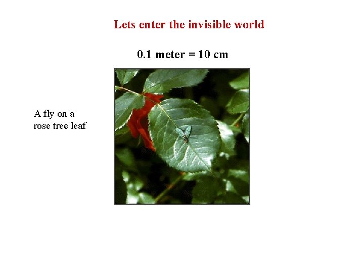 Lets enter the invisible world 0. 1 meter = 10 cm A fly on