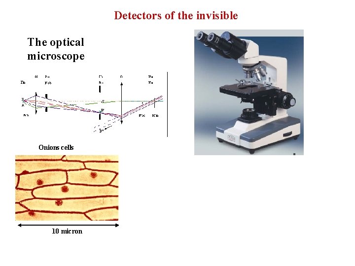 Detectors of the invisible The optical microscope Onions cells 10 micron 