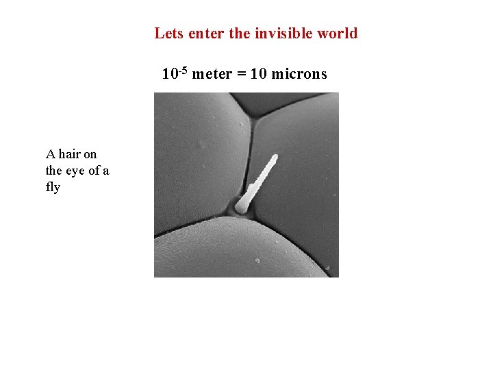 Lets enter the invisible world 10 -5 meter = 10 microns A hair on