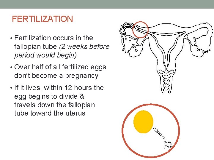 FERTILIZATION • Fertilization occurs in the fallopian tube (2 weeks before period would begin)