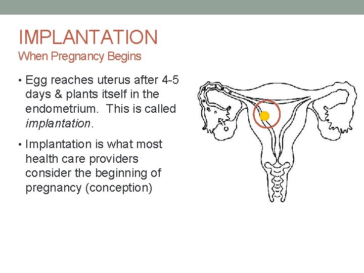 IMPLANTATION When Pregnancy Begins • Egg reaches uterus after 4 -5 days & plants