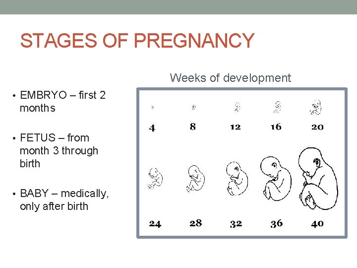 STAGES OF PREGNANCY Weeks of development • EMBRYO – first 2 months • FETUS