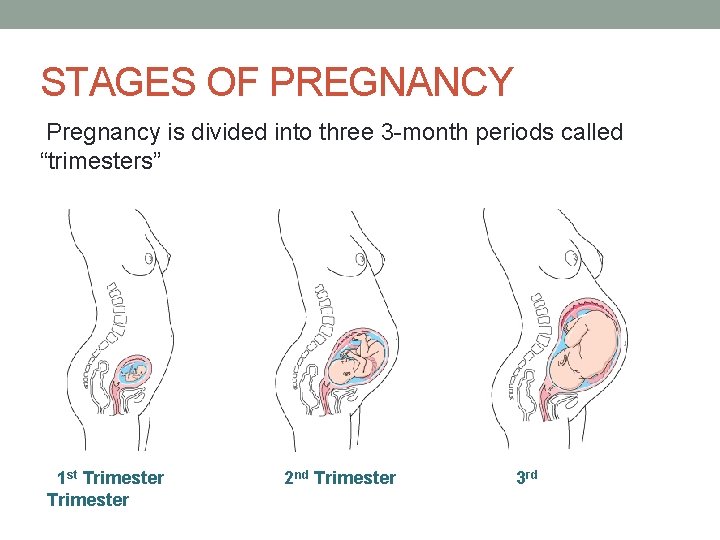 STAGES OF PREGNANCY Pregnancy is divided into three 3 -month periods called “trimesters” 1