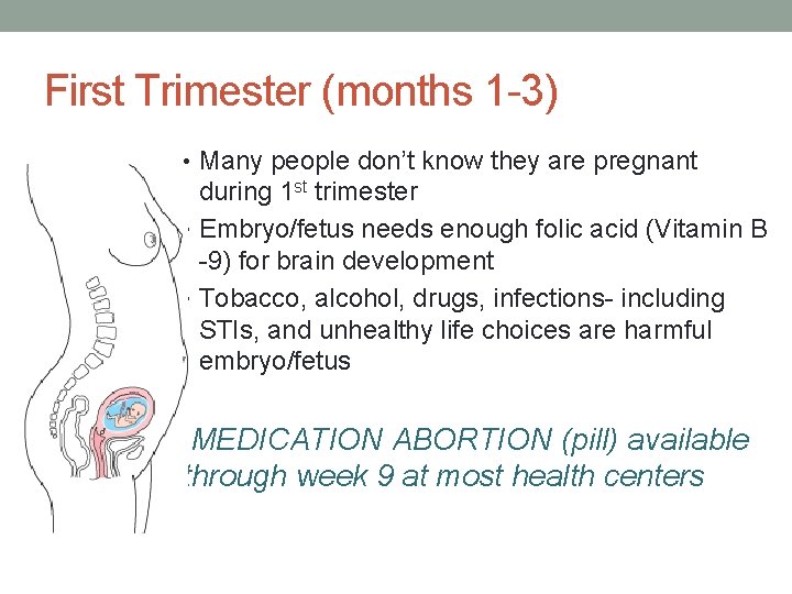 First Trimester (months 1 -3) • Many people don’t know they are pregnant during