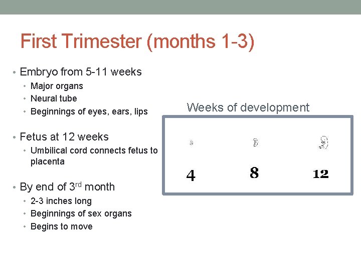 First Trimester (months 1 -3) • Embryo from 5 -11 weeks • Major organs