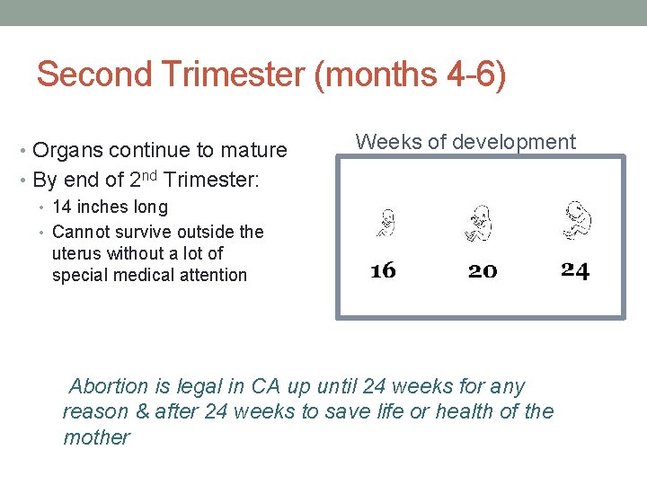 Second Trimester (months 4 -6) • Organs continue to mature Weeks of development •