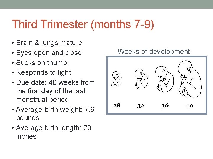 Third Trimester (months 7 -9) • Brain & lungs mature • Eyes open and