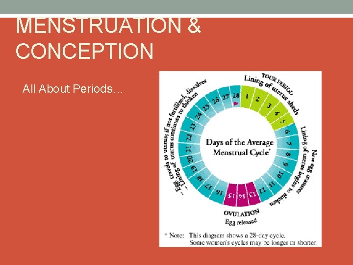 MENSTRUATION & CONCEPTION All About Periods… 
