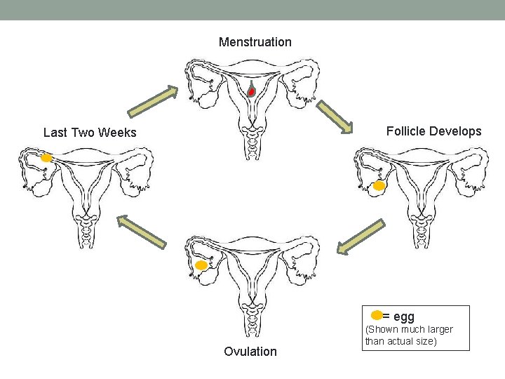 Menstruation Follicle Develops Last Two Weeks = egg Ovulation (Shown much larger than actual