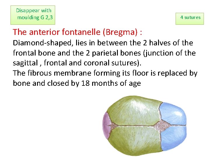 Disappear with moulding G 2, 3 The anterior fontanelle (Bregma) : 4 sutures Diamond-shaped,