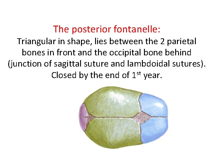 The posterior fontanelle: Triangular in shape, lies between the 2 parietal bones in front