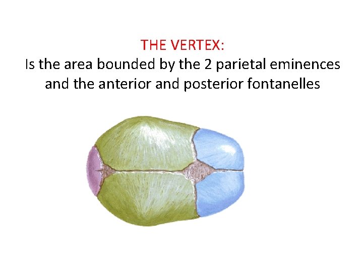THE VERTEX: Is the area bounded by the 2 parietal eminences and the anterior