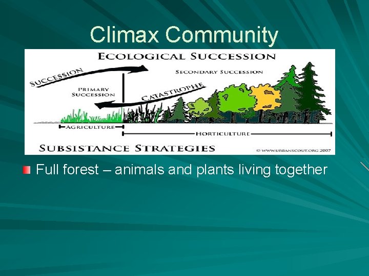 Climax Community Full forest – animals and plants living together 