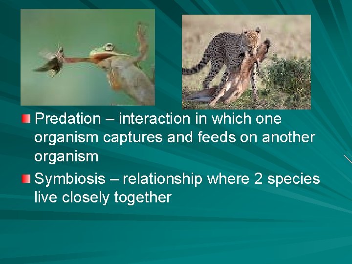 Predation – interaction in which one organism captures and feeds on another organism Symbiosis
