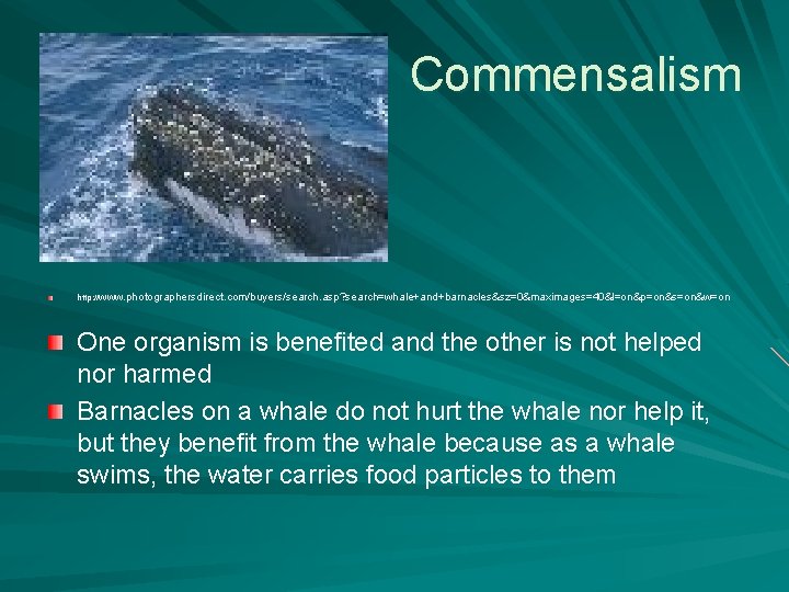 Commensalism http: // www. photographersdirect. com/buyers/search. asp? search=whale+and+barnacles&sz=0&maximages=40&l=on&p=on&s=on&w=on One organism is benefited and the